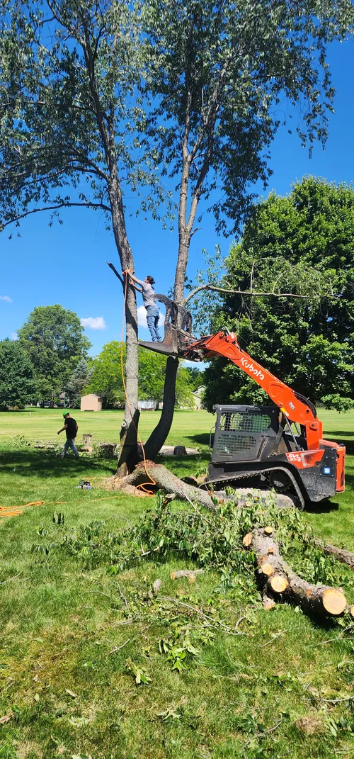Skid steer removing a tree in a Kokomo, IN yard