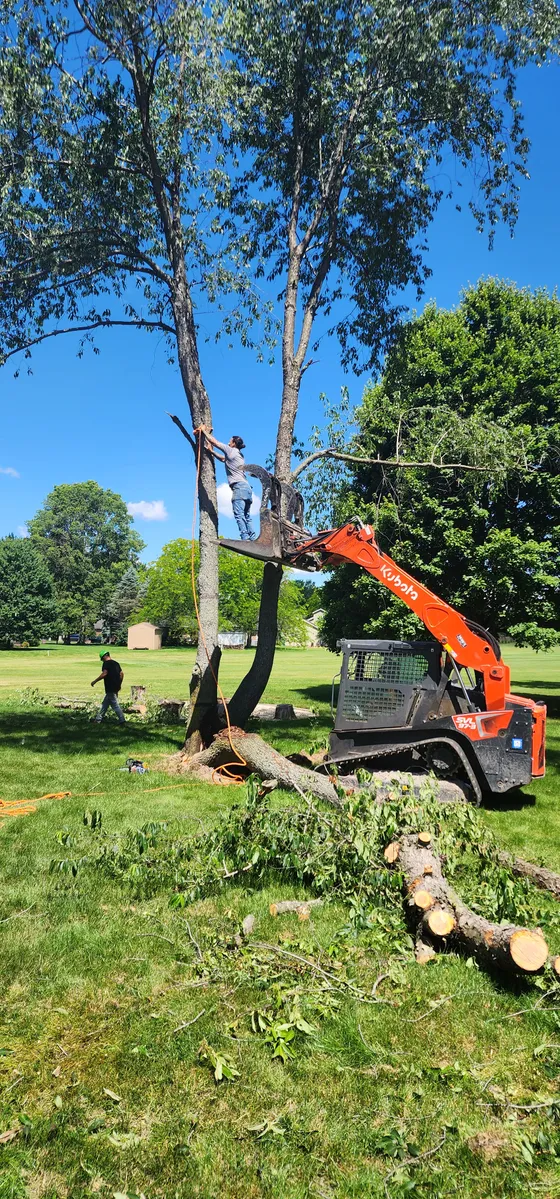 Grace Tree Service crew removing a tree with a skid steer in Kokomo, IN