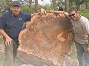 Grace Tree Service crew members with a large tree slab